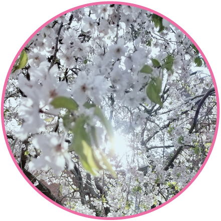 同志社大学社会学部新4年次生 パプさん